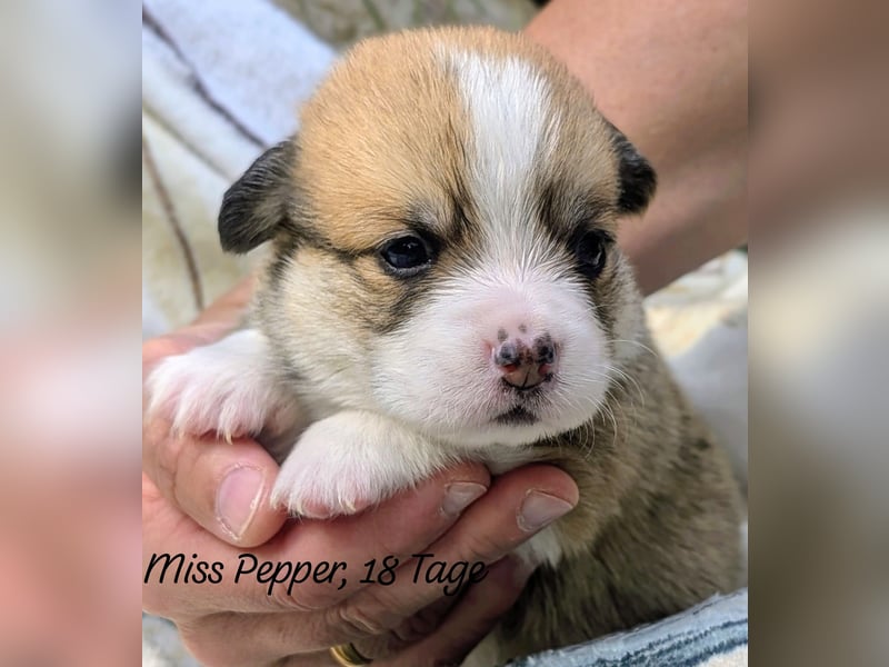 Welsh Corgi Pembrokewelpen aus Liebhaberzucht