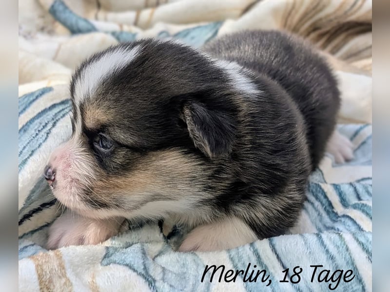 Welsh Corgi Pembrokewelpen aus Liebhaberzucht
