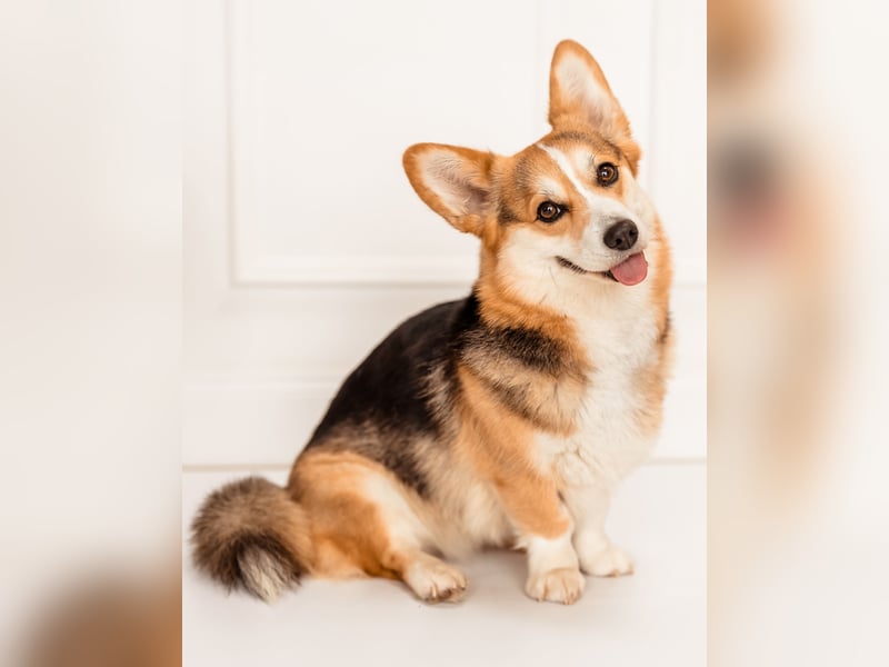 Welsh Corgi Pembrokewelpen aus Liebhaberzucht