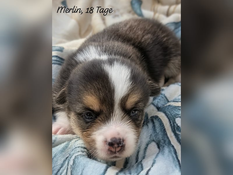 Welsh Corgi Pembrokewelpen aus Liebhaberzucht