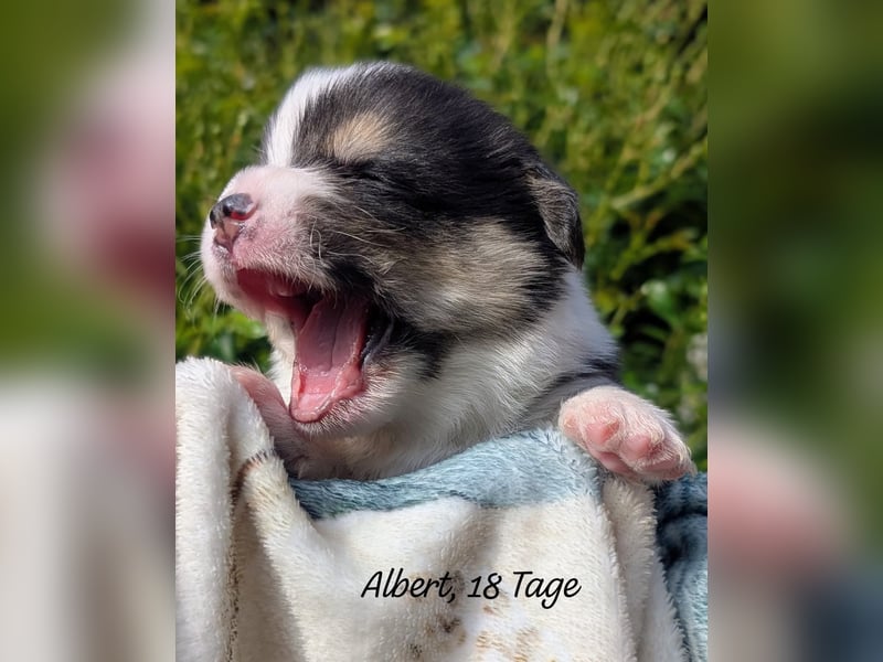 Welsh Corgi Pembrokewelpen aus Liebhaberzucht