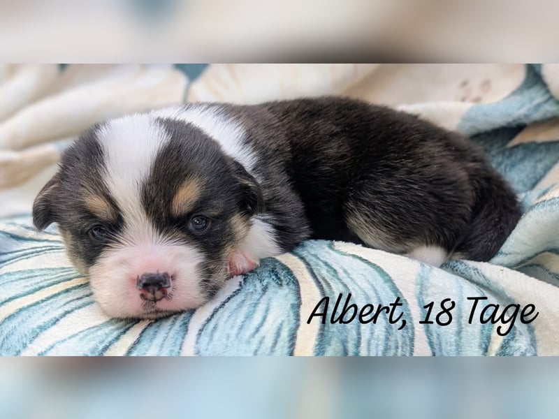 Welsh Corgi Pembrokewelpen aus Liebhaberzucht