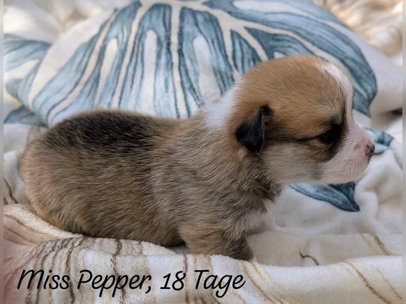 Welsh Corgi Pembrokewelpen aus Liebhaberzucht