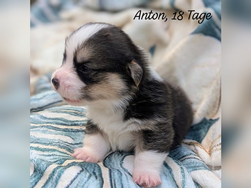Welsh Corgi Pembrokewelpen aus Liebhaberzucht