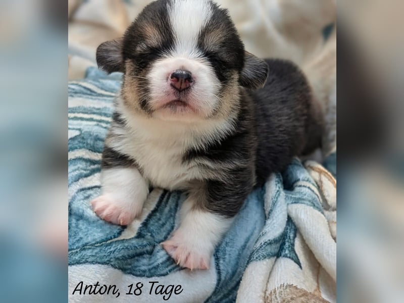 Welsh Corgi Pembrokewelpen aus Liebhaberzucht