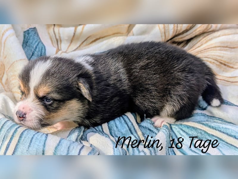 Welsh Corgi Pembrokewelpen aus Liebhaberzucht