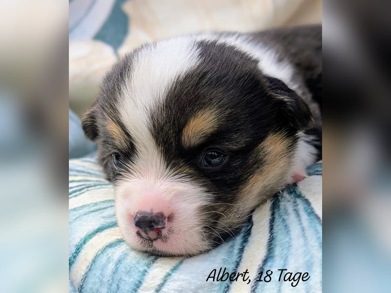 Welsh Corgi Pembrokewelpen aus Liebhaberzucht