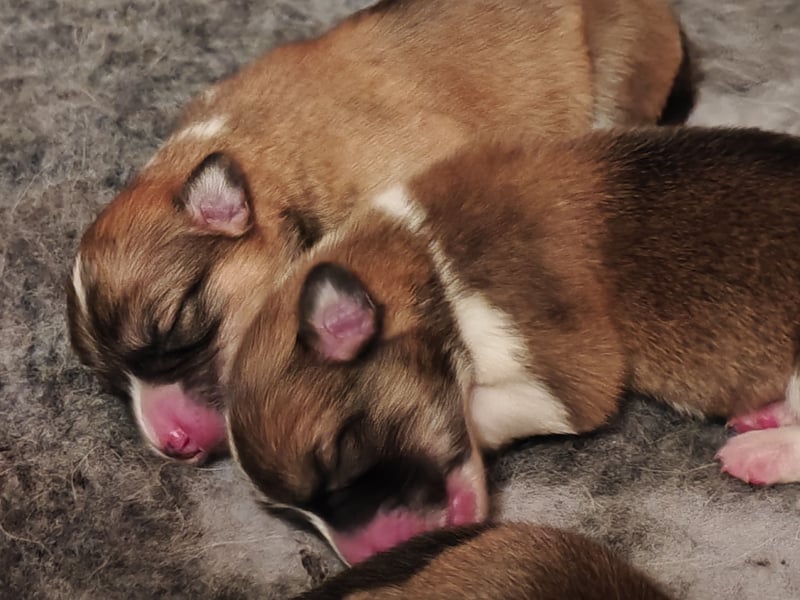 Welsh Corgi Pembroke Welpen rot und tricolour