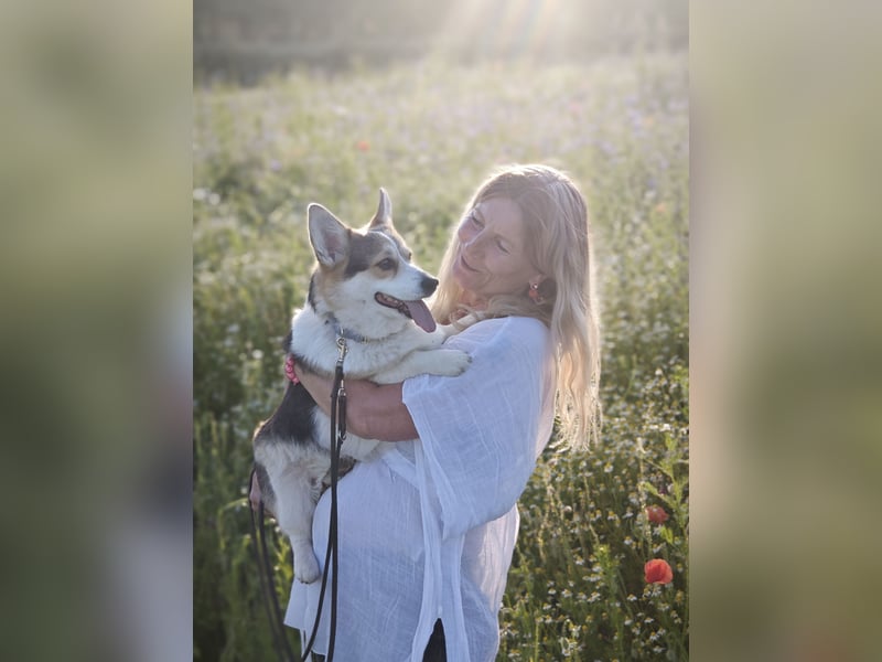 Wurfankündigung Welsh Corgi Pembroke