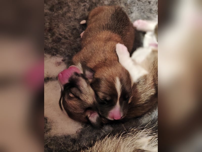 Welsh Corgi Pembroke Welpen rot und tricolour