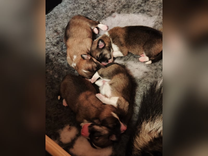 Welsh Corgi Pembroke Welpen rot und tricolour