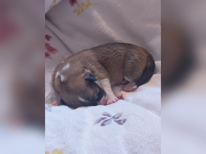 Welsh Corgi Pembroke Welpen rot und tricolour