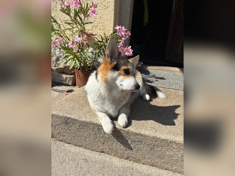 Wurfankündigung Welsh Corgi Pembroke