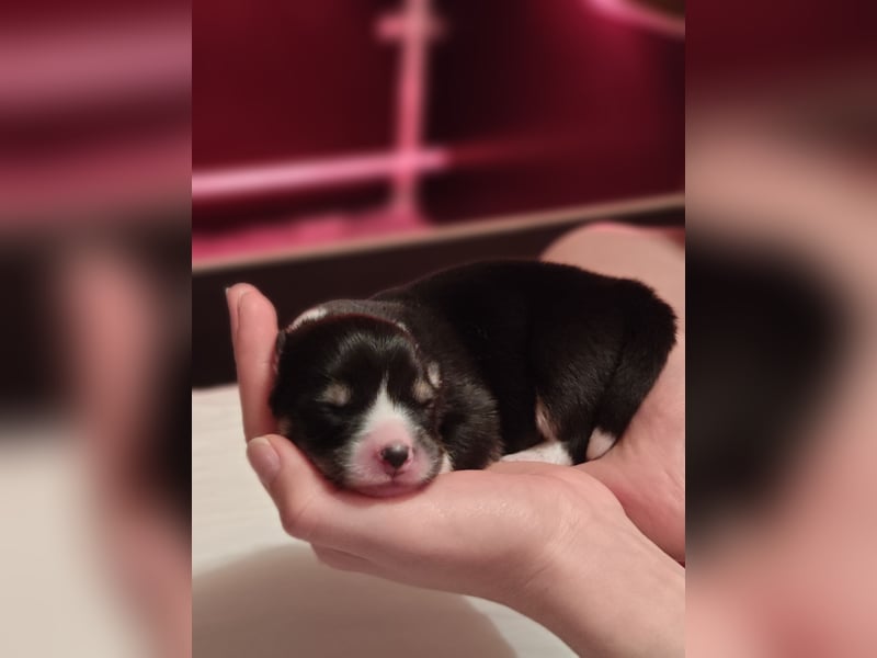 Welsh Corgi Pembroke Welpen rot und tricolour