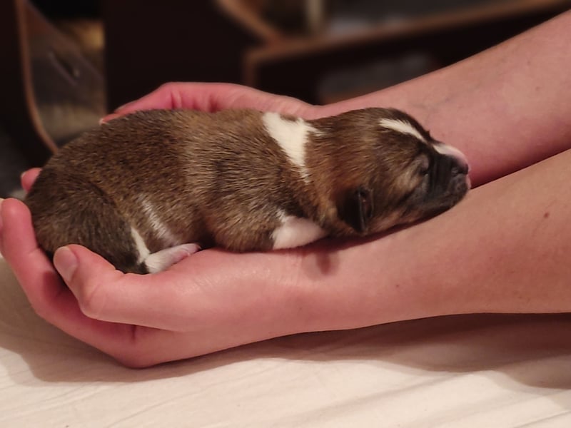 Welsh Corgi Pembroke Welpen rot und tricolour