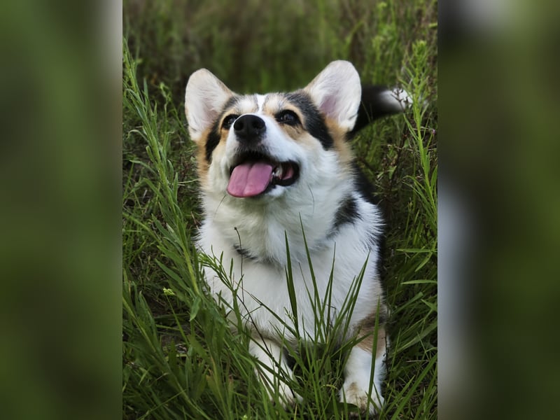 Wurfankündigung Welsh Corgi Pembroke