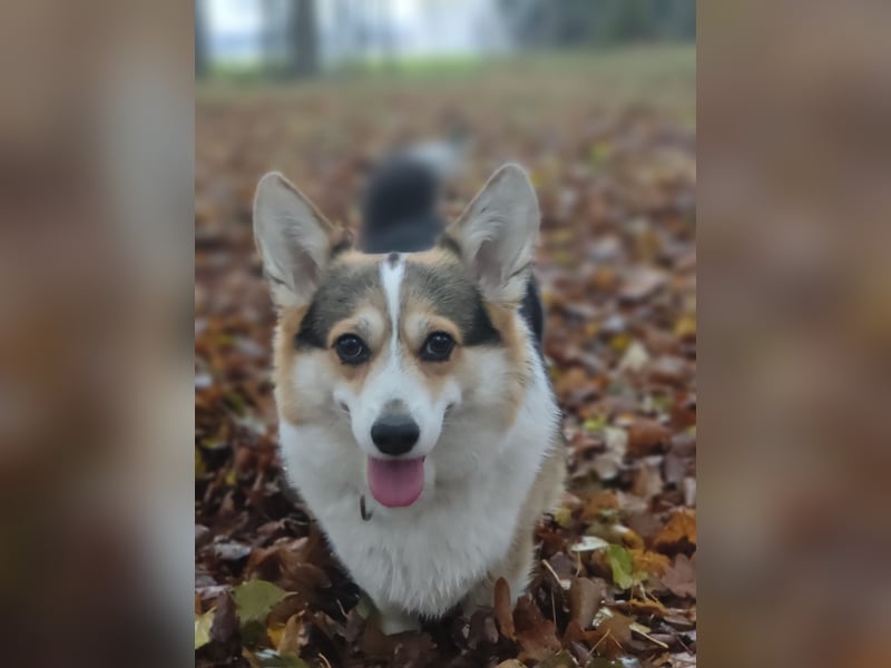 Wurfankündigung Welsh Corgi Pembroke