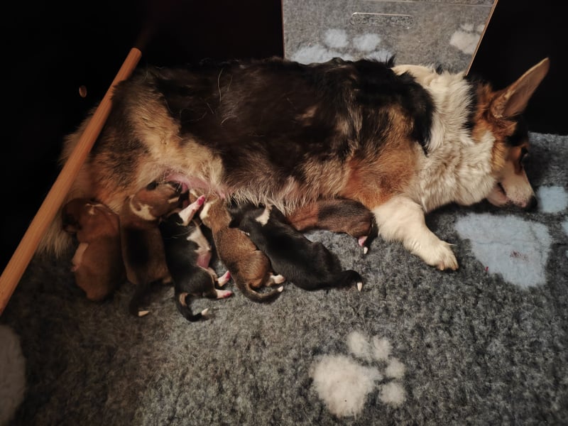 Welsh Corgi Pembroke Welpen rot und tricolour