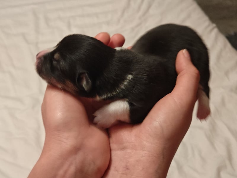 Welsh Corgi Pembroke Welpen rot und tricolour