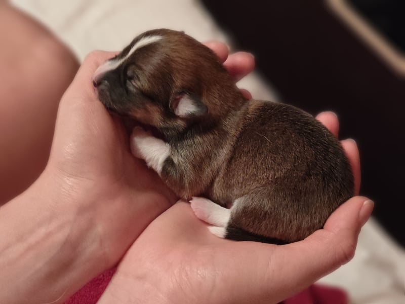 Welsh Corgi Pembroke Welpen rot und tricolour