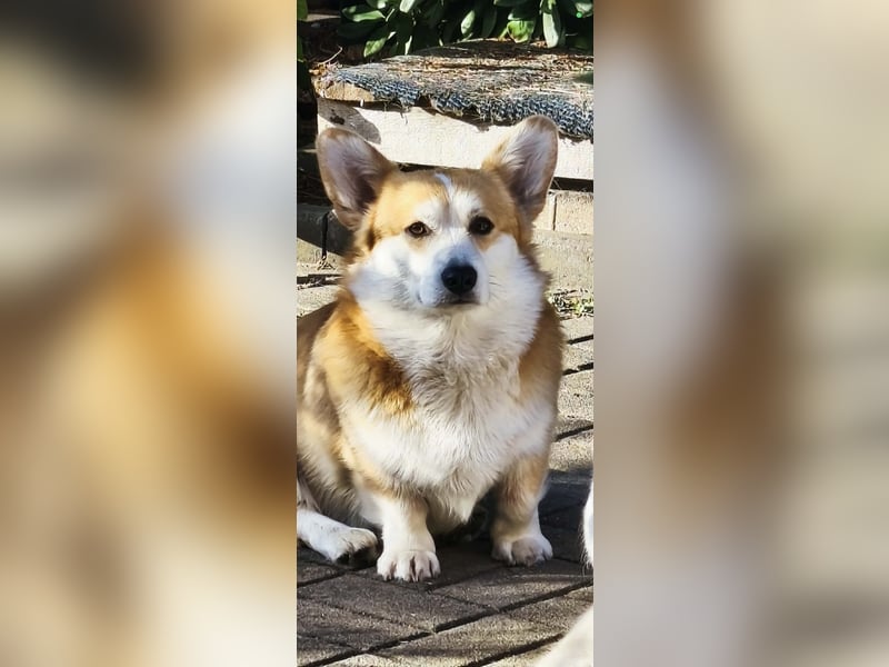 Bob sucht ein neues Zuhause als Einzelprinz