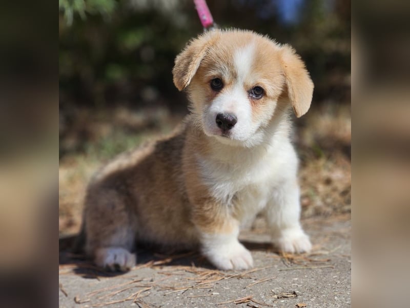 Wunderschöner Welsh Corgi Pembroke Welpe
