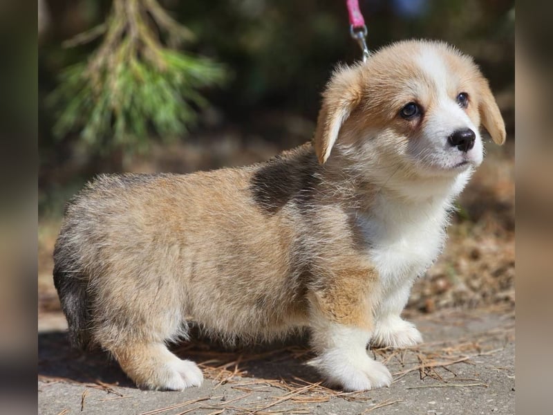 Wunderschöner Welsh Corgi Pembroke Welpe