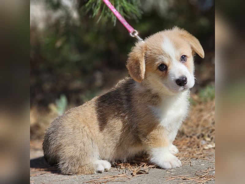 Wunderschöner Welsh Corgi Pembroke Welpe