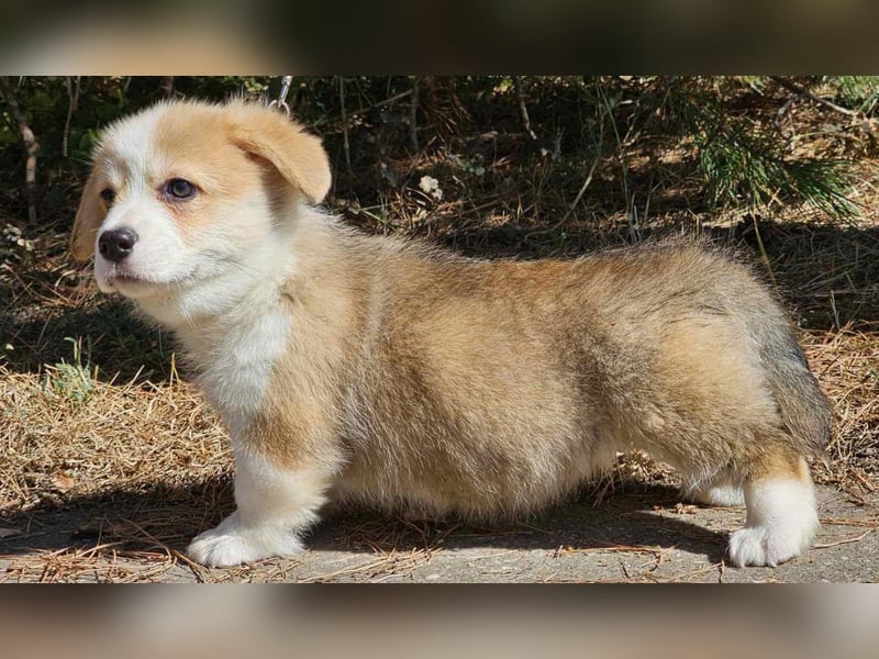 Wunderschöner Welsh Corgi Pembroke Welpe