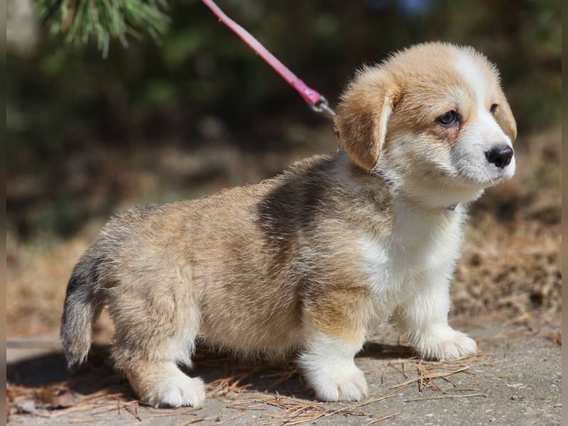 Wunderschöner Welsh Corgi Pembroke Welpe