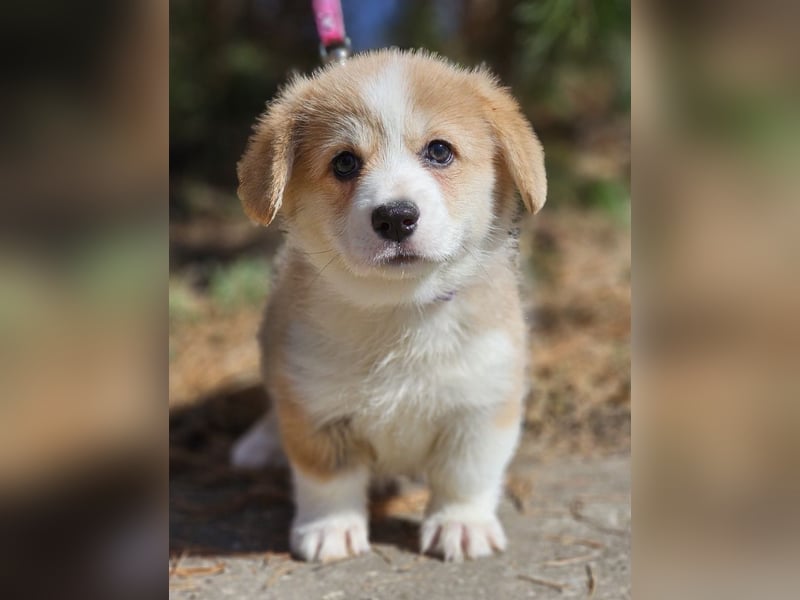 Wunderschöner Welsh Corgi Pembroke Welpe