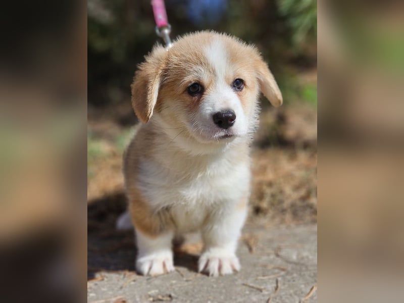 Wunderschöner Welsh Corgi Pembroke Welpe