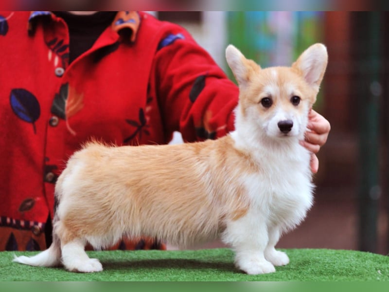 Vergeben! WELSH CORGI PEMBROKE Rüde (9 Monate) mit FCI Papieren sucht einen Traumplatz