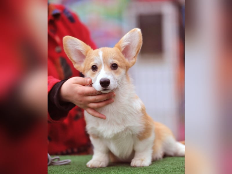 WELSH CORGI PEMBROKE Jung-Rüde mit FCI Papieren sucht einen Traumplatz