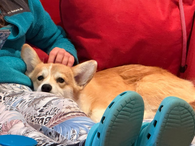 WELSH CORGI PEMBROKE Jung-Rüde mit FCI Papieren sucht einen Traumplatz