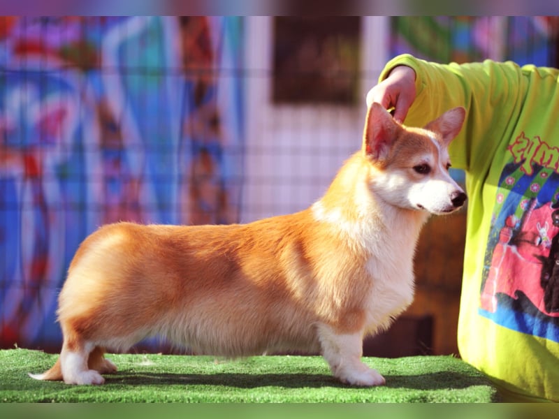 WELSH CORGI PEMBROKE Jung-Rüde mit FCI Papieren sucht einen Traumplatz