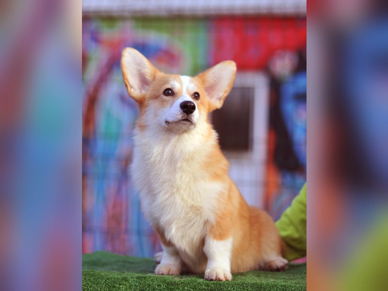 Vergeben! WELSH CORGI PEMBROKE Rüde (9 Monate) mit FCI Papieren sucht einen Traumplatz