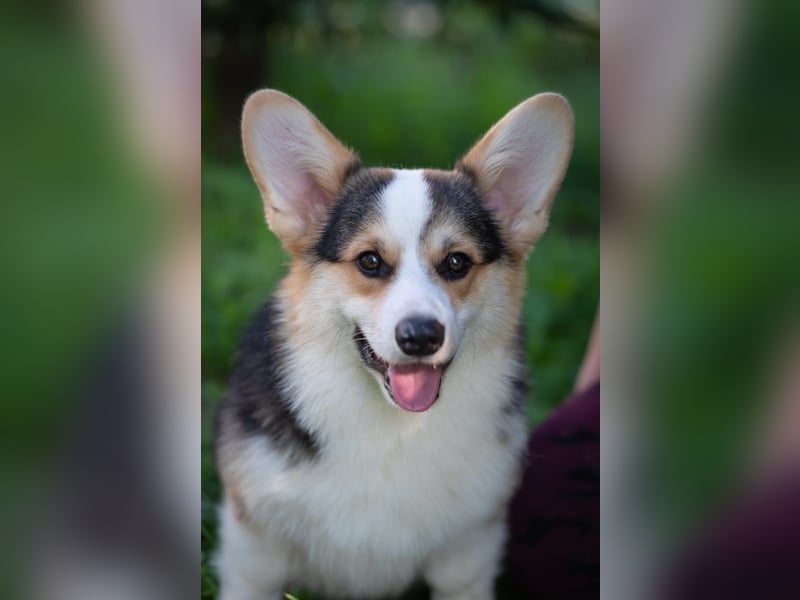 Welsh Corgi Pembroke