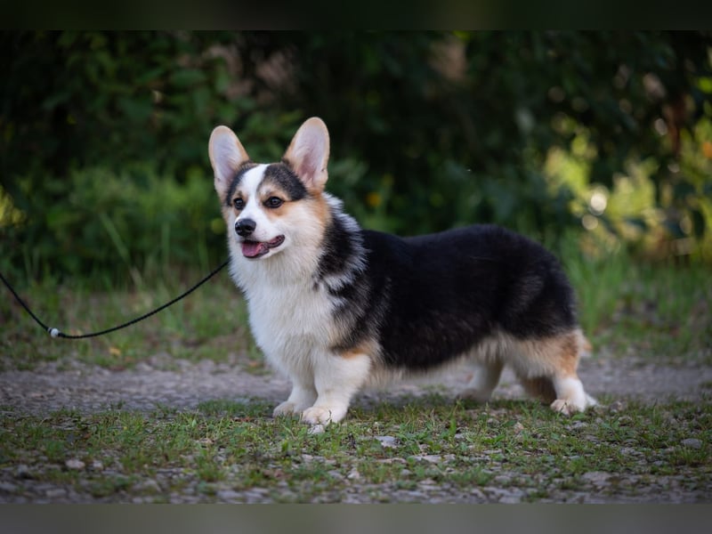 Welsh Corgi Pembroke