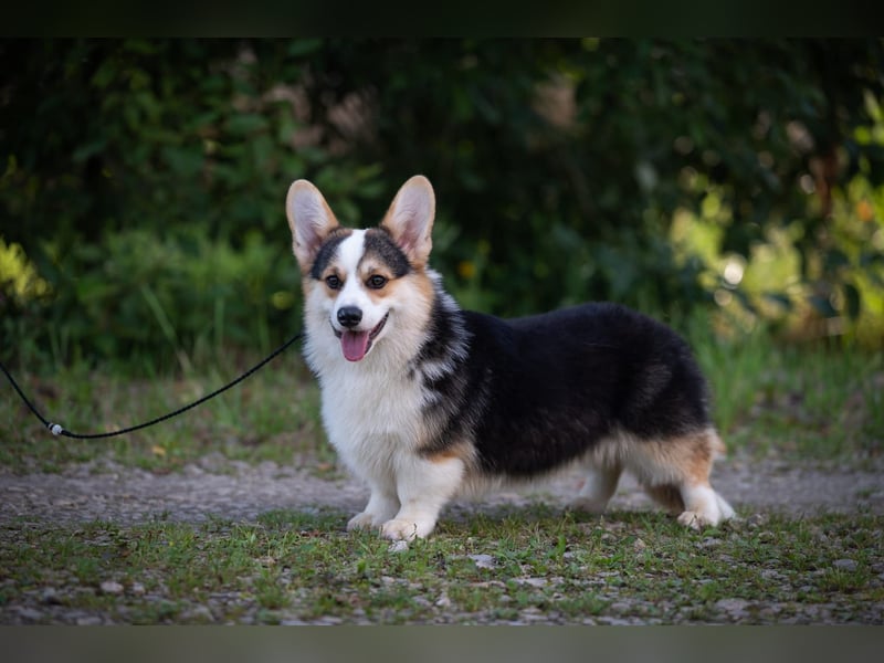Welsh Corgi Pembroke
