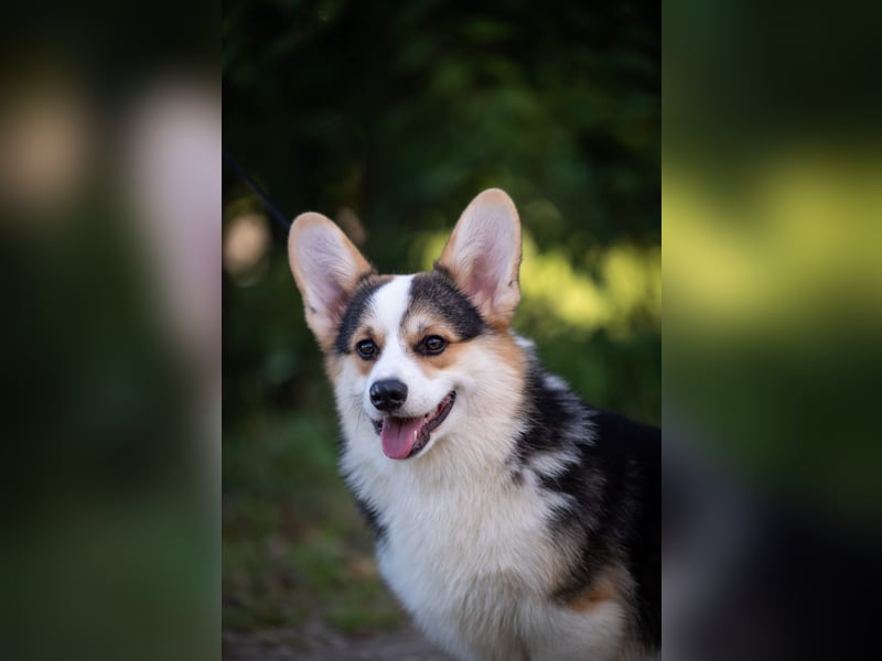 Welsh Corgi Pembroke