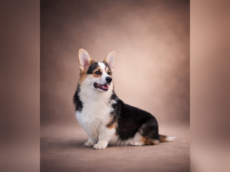 Welsh Corgi Pembroke