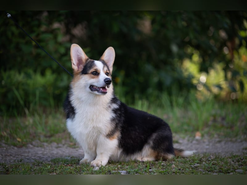 Welsh Corgi Pembroke