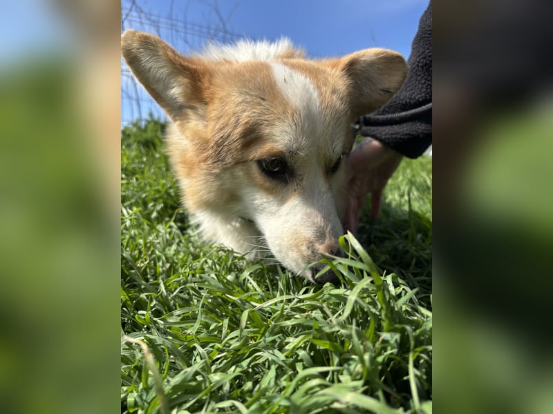 Tofy PP – junger Corgi-Rüde sucht liebevolles Zuhause