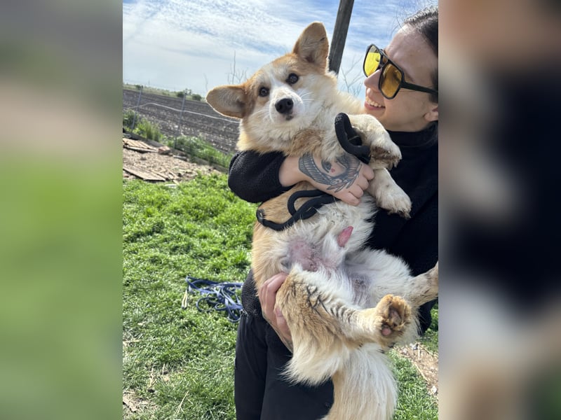 Tofy PP – junger Corgi-Rüde sucht liebevolles Zuhause