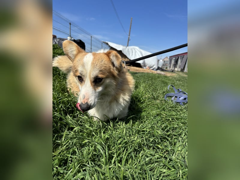 Tofy PP – junger Corgi-Rüde sucht liebevolles Zuhause