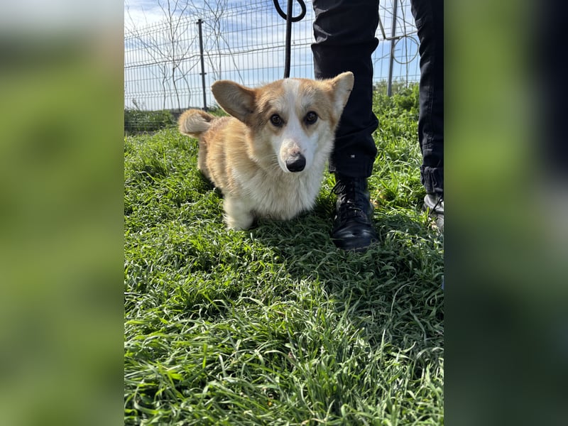 Tofy PP – junger Corgi-Rüde sucht liebevolles Zuhause