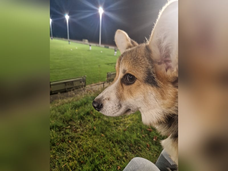 Pembroke Corgi Junghund