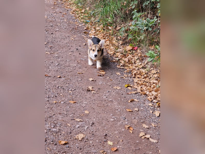 Pembroke Corgi Junghund