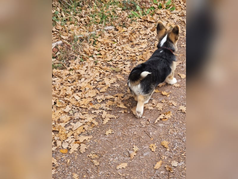 Pembroke Corgi Junghund